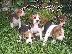 PoulaTo: Kαλή τιμή!!!.Πουλάω όμορφα κουτάβια ράτσα BEAGLE- Μπιγκλ – 330 euro...